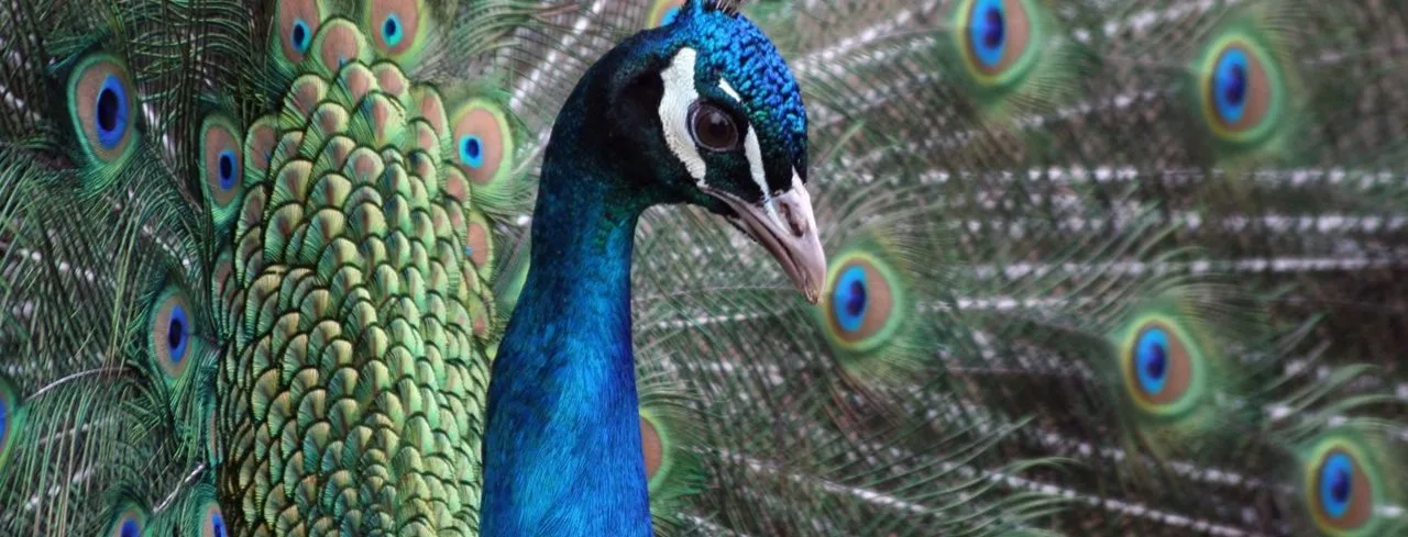A peacock at Belfast Zoo