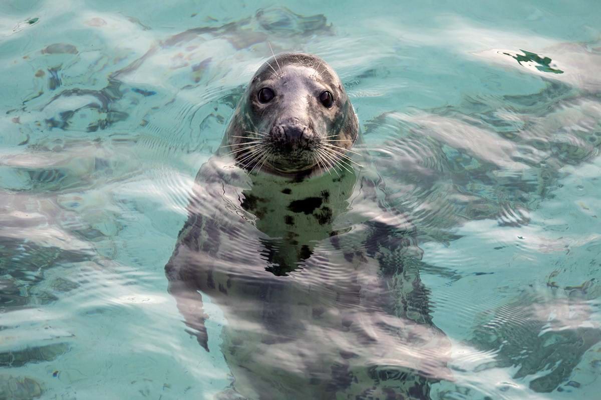 A rescued seal at the Cornish Seal Sanctuary