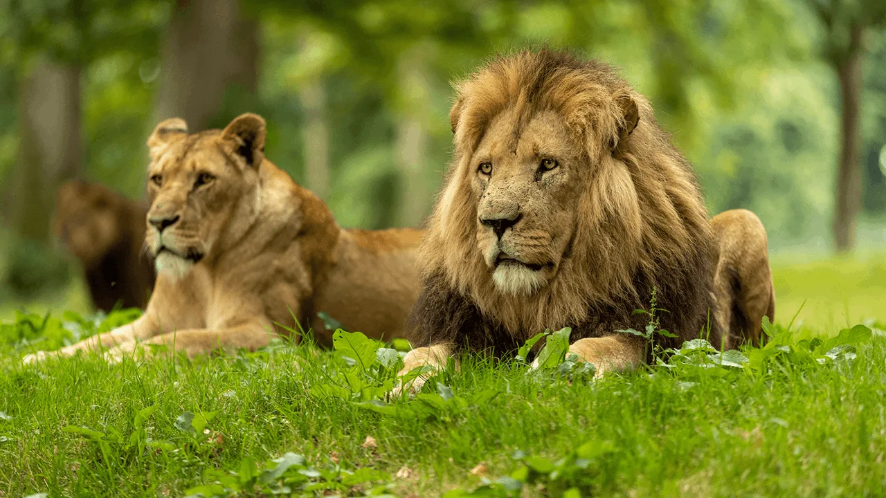 A male lion and lioness resting on grass at Longleat