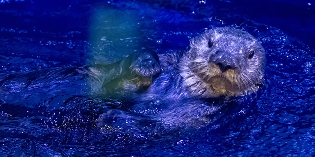 Aquarium display at the National SEA LIFE Centre Birmingham