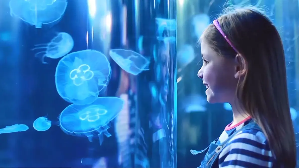 Jellyfish display at SEA LIFE London Aquarium