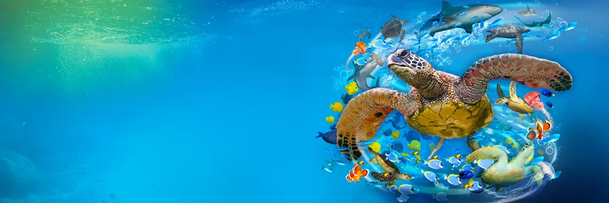 A sea turtle swimming in a SEA LIFE Manchester display