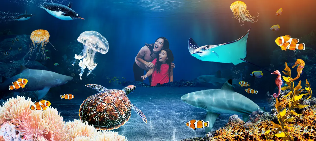 Outdoor and aquarium areas at SEA LIFE Weymouth
