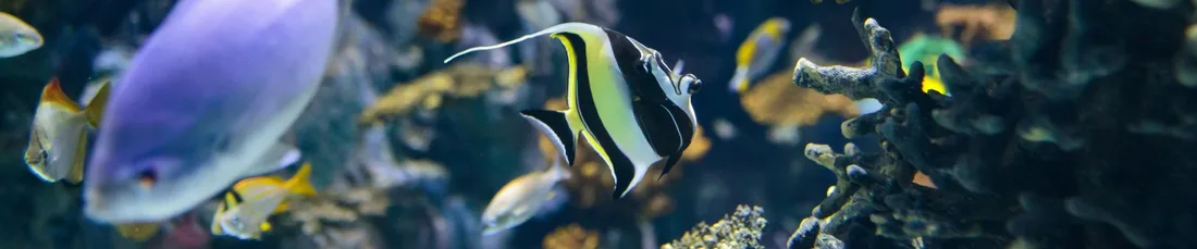Colourful fish swimming in one of The Deep aquarium displays