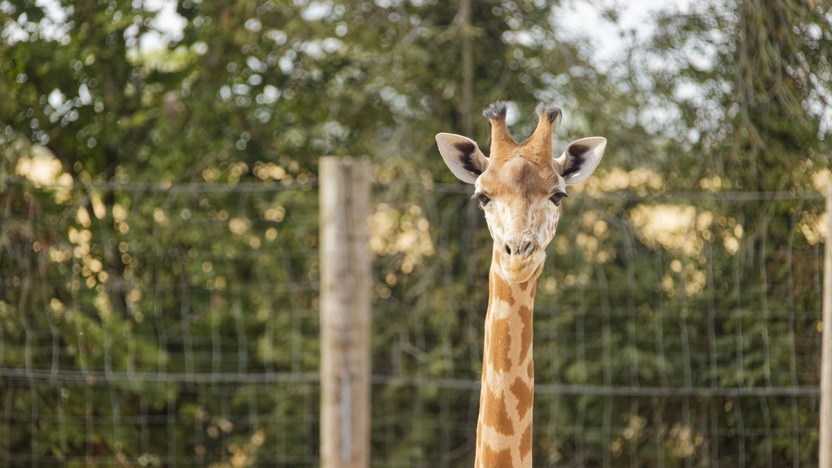A giraffe at Twycross Zoo